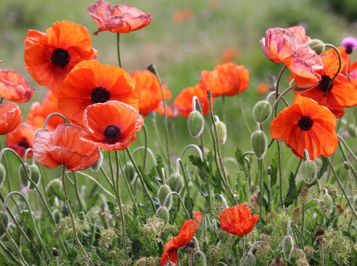 Les bienfaits du Coquelicot sur le stress et le sommeil